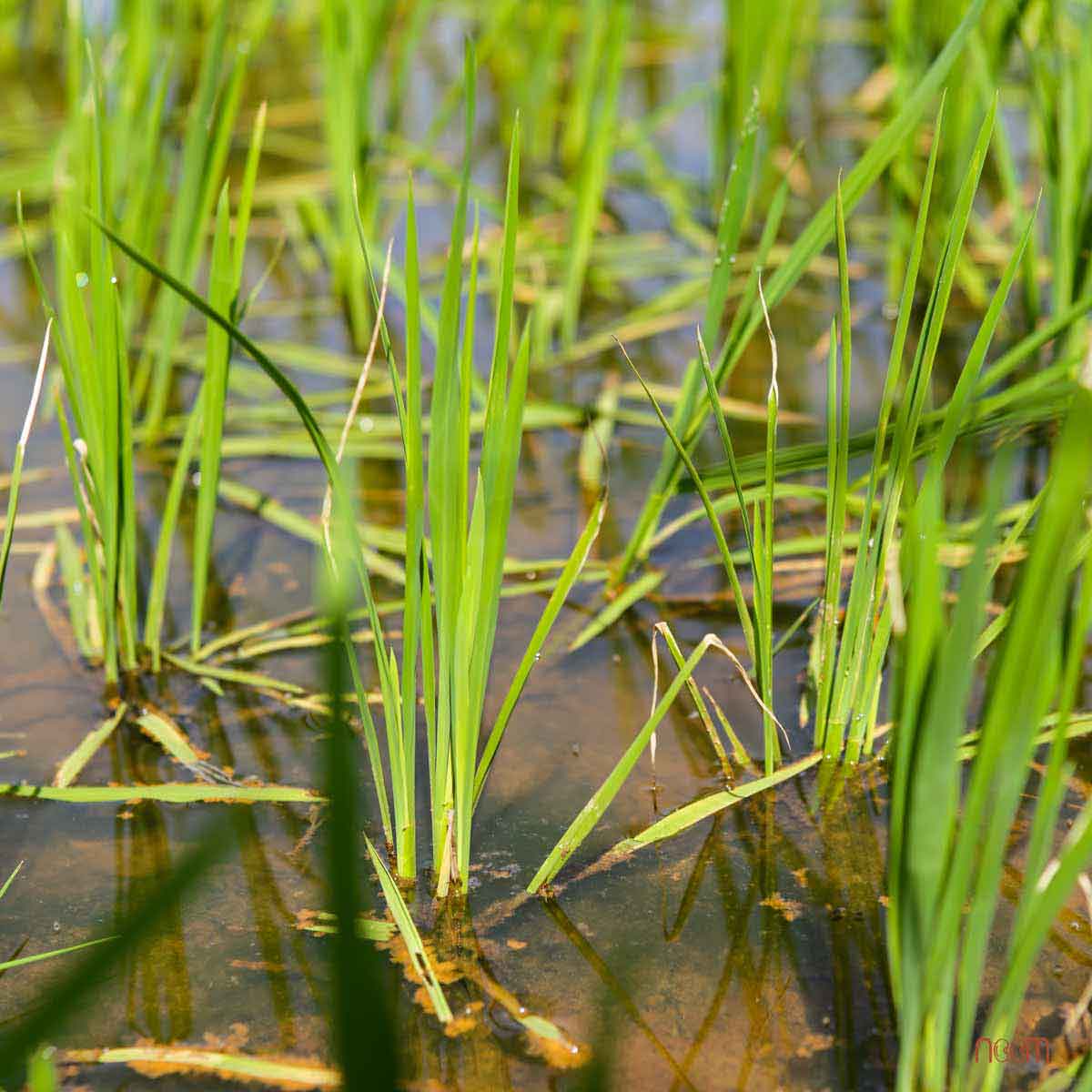 Nếp Lứt Thơm Rằng Thơm 10 noom nep lut 210624 5.2